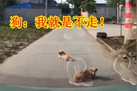 开车遇到狗拦路怎么办？女司机做法很暖心，出租车做法惹争议视频封面