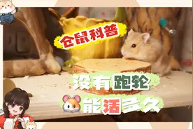 科学饲养Ⅲ3.1仓鼠没有跑轮可以活多久视频封面