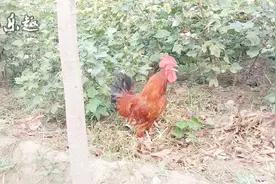 正宗大公鸡叫声，这可能是我听到最动人的叫声，让人想家