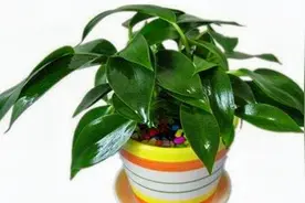 不会养金钻？教你“几招”，绿油油的叶子长满盆，不用担心养不好