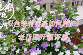 双色茉莉春季如何养护？花友称它为养不死的茉莉？老花医开箱评测视频封面