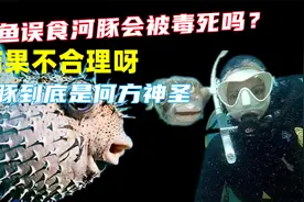 鲸鱼误食河豚会被毒死吗？结果不科学呀，河豚到底是何方神圣？视频封面