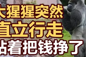 司马南：大猩猩突然直立行走，站着把钱挣了视频封面