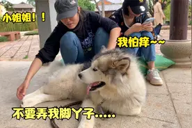 呆萌狗狗很怕痒，被调皮小姐姐挠脚心后，一脸惊呆的样子笑翻主人视频封面