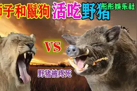 这只狮子太恐怖了，和鬣狗一起活吃野猪！野猪活活给疼死了！视频封面