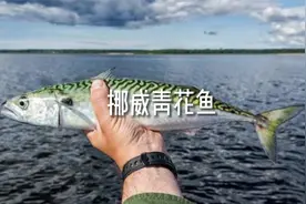熟食鱼类进口性价比洋货-挪威青花鱼视频封面