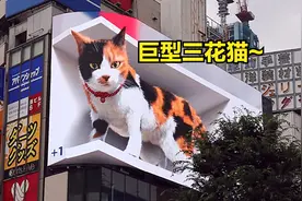 日本东京街头惊现一只巨大的三花猫咪，太萌了吧！视频封面
