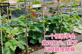 楼顶种菜：一个视频分享黄瓜打尖打叉、以及防虫防病经验视频封面