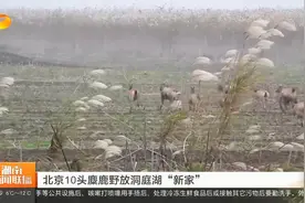 北京10头麋鹿野放洞庭湖“新家”视频封面
