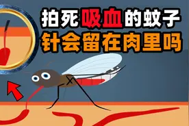 把正在吸血的蚊子拍死，它的“针管”会留在肉里吗？视频封面