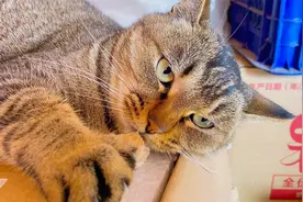 狸花猫：看什么看，没见过神经病嘛！视频封面