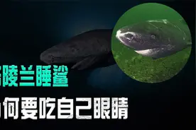 格陵兰睡鲨为何要吃自己眼睛？原因竟是因为懒视频封面