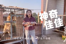 你家的狗狗会打嗝吗？如果狗狗一直打嗝是不是病？听佳佳给你解析视频封面