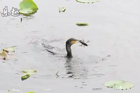 吃货鸬鹚，一口吞掉铁壳虾，网友热议：也不怕噎死