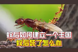 一个蚁后是如何建立一个王国的？蚁后死了怎么办，王国会覆亡吗？视频封面