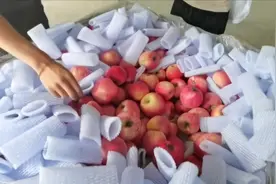 苹果一年四季都能吃到，原来是放在果库里面储存，看看果库里面视频封面