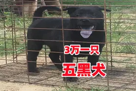 这种土狗价格过万，广西土猎犬之五黑犬，有什么特殊之处视频封面