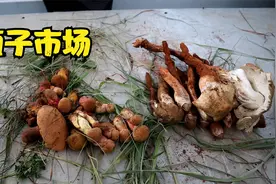 阿飞带你逛云南农村的菌子市场，各种野生菌种类繁多视频封面