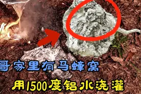 小哥家有个马蜂窝，用1500度铝水浇灌成雕像，却发现曾经是蚂蚁窝视频封面