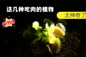 神奇的食肉植物，养了它，再也不怕苍蝇蚊子了！视频封面