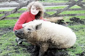 世界上最爱美的猪：浑身卷毛像绵羊，网友：这是烫头了？