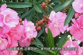 6种有毒的花，家里有老人、小孩、孕妇的，千万要慎养！视频封面