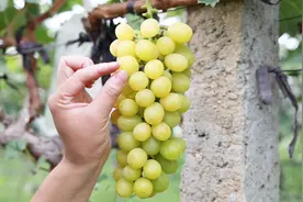 种植阳光玫瑰该考虑什么？小阳客观分析优缺点，想种植的可以参考