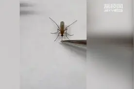 没收“作案工具”！修表工捉到蚊子后拔其嘴巴再放走