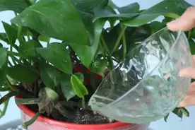 花盆加点油，10天窜芽，很快枝繁叶茂！视频封面