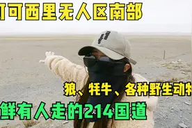 姑娘自驾房车走可可西里无人区，途中遇狼挡路，还好我机智...视频封面