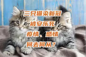 三只猫染新冠被安乐死！疫情、感情何去何从？视频封面