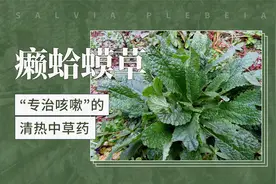 癞蛤蟆草——“专治咳嗽”的清热中草药视频封面