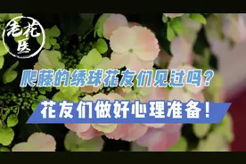 爬藤的绣球花友们见过吗？花友们做好心理准备！落跑新娘翻车现场视频封面