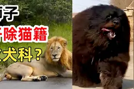 为什么有人要开除狮子的猫籍，改犬科？狮子和犬类确实有相似视频封面