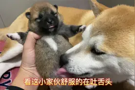 狗妈妈帮助小狗排便，喂完奶就排便，小狗狗真是吃饱了就拉啊