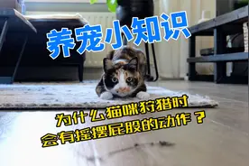 养宠小知识：为什么猫咪狩猎时，会有摇摆屁股的动作？视频封面