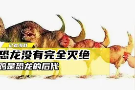 鸡的祖先！中科院士称：恐龙没有完全灭绝，鸡是恐龙的直系后代视频封面