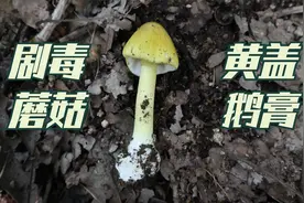 大连市山上发现剧毒的黄盖鹅膏，采野蘑菇需小心