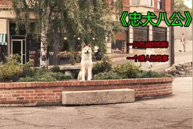 一只忠诚的狗狗一个感人的故事 #我要上热门 #电影解说 #影视剪辑视频封面