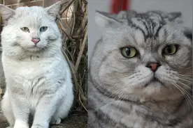 正常猫和折耳猫喝水的区别，骨骼决定生活质量，看完对比会心疼