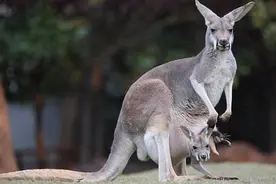 小袋鼠在袋子中的排泄物，袋鼠妈妈怎样清理呢？看完有点想刷牙！