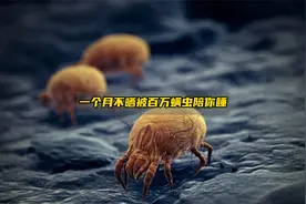 一个月不晒被，百万螨虫陪你睡！视频封面