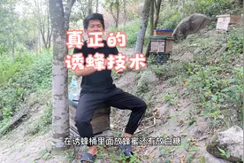 诱蜂的原理你懂吗？如何才能把蜂王和工蜂诱捕到自己的蜂箱内筑巢视频封面