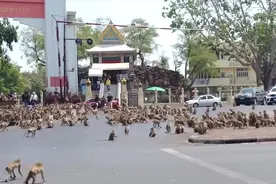 大街上突然冒出来这么多猴子，发生了啥