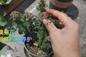 盆栽菊花的花朵枯萎后要正确修剪，打理得当很快再次开花