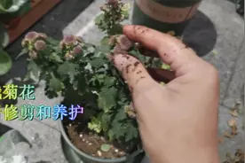 盆栽菊花的花朵枯萎后要正确修剪，打理得当很快再次开花
