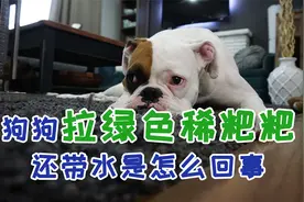 狗狗拉绿色稀粑粑还带水是怎么回事视频封面