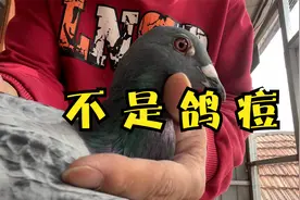 鸽子眼睛周围起疙瘩，不要错误的判断为鸽痘，时间是上火导致