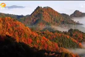 和芷“兴”动 国家地理标志产品 走近芷江高山葡萄发源地视频封面
