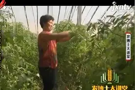 千禧樱桃番茄为无限增长型，生长点不断升高，要及时进行落蔓视频封面